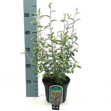 Corokia x virgata 'Frosted Chocolate'