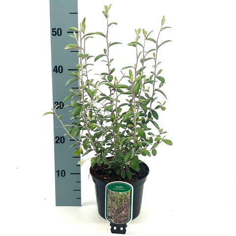 Corokia x virgata 'Frosted Chocolate'