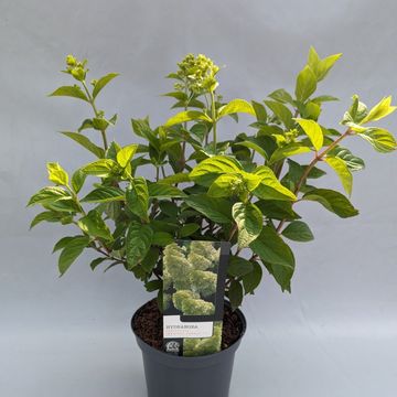 Hydrangea paniculata MAGICAL CANDLE
