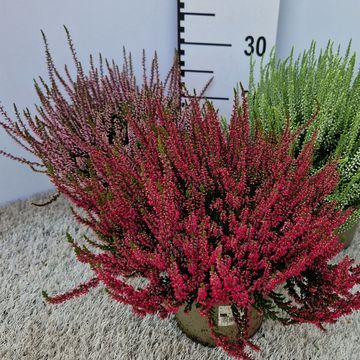 Calluna vulgaris GARDEN GIRLS MIX