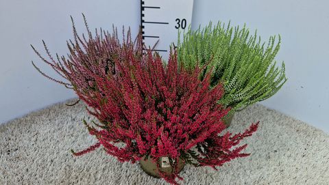 Calluna vulgaris GARDEN GIRLS MIX