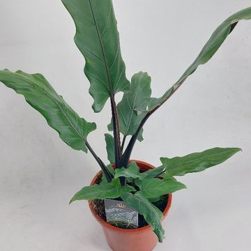 Alocasia lauterbachiana