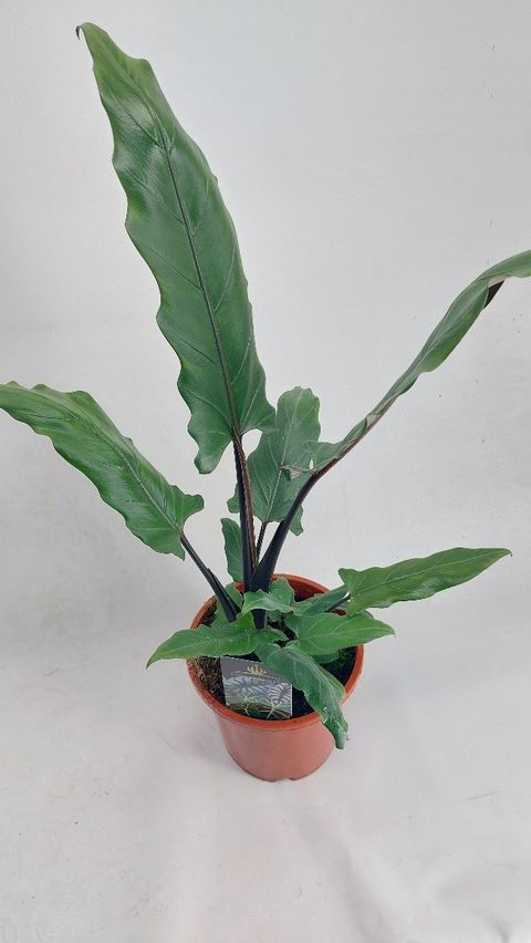 Alocasia lauterbachiana