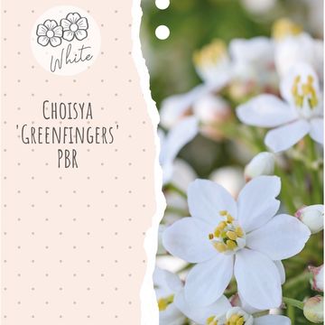 Choisya GREENFINGERS