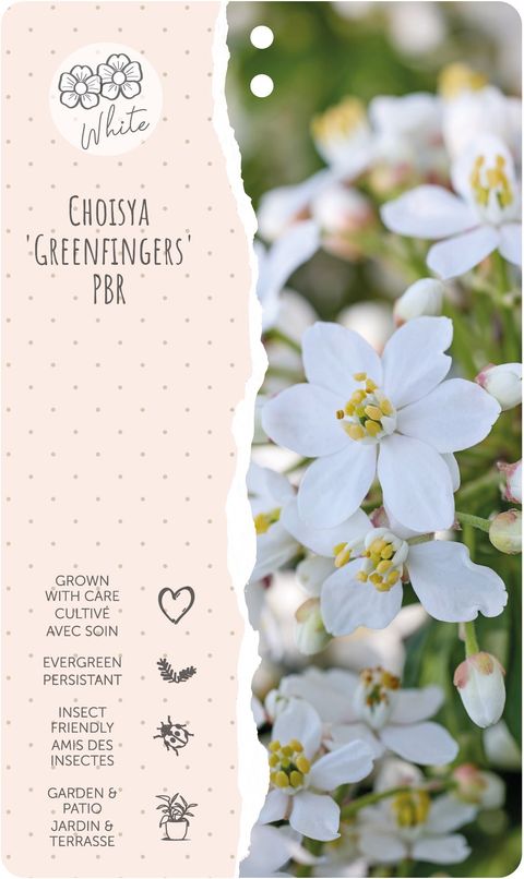 Choisya GREENFINGERS