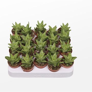 Aloe squarrosa