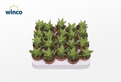 Aloe squarrosa