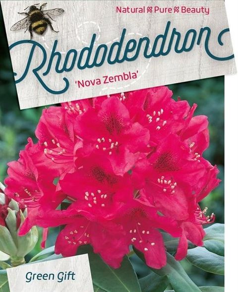 Rhododendron 'Нова Зембла'