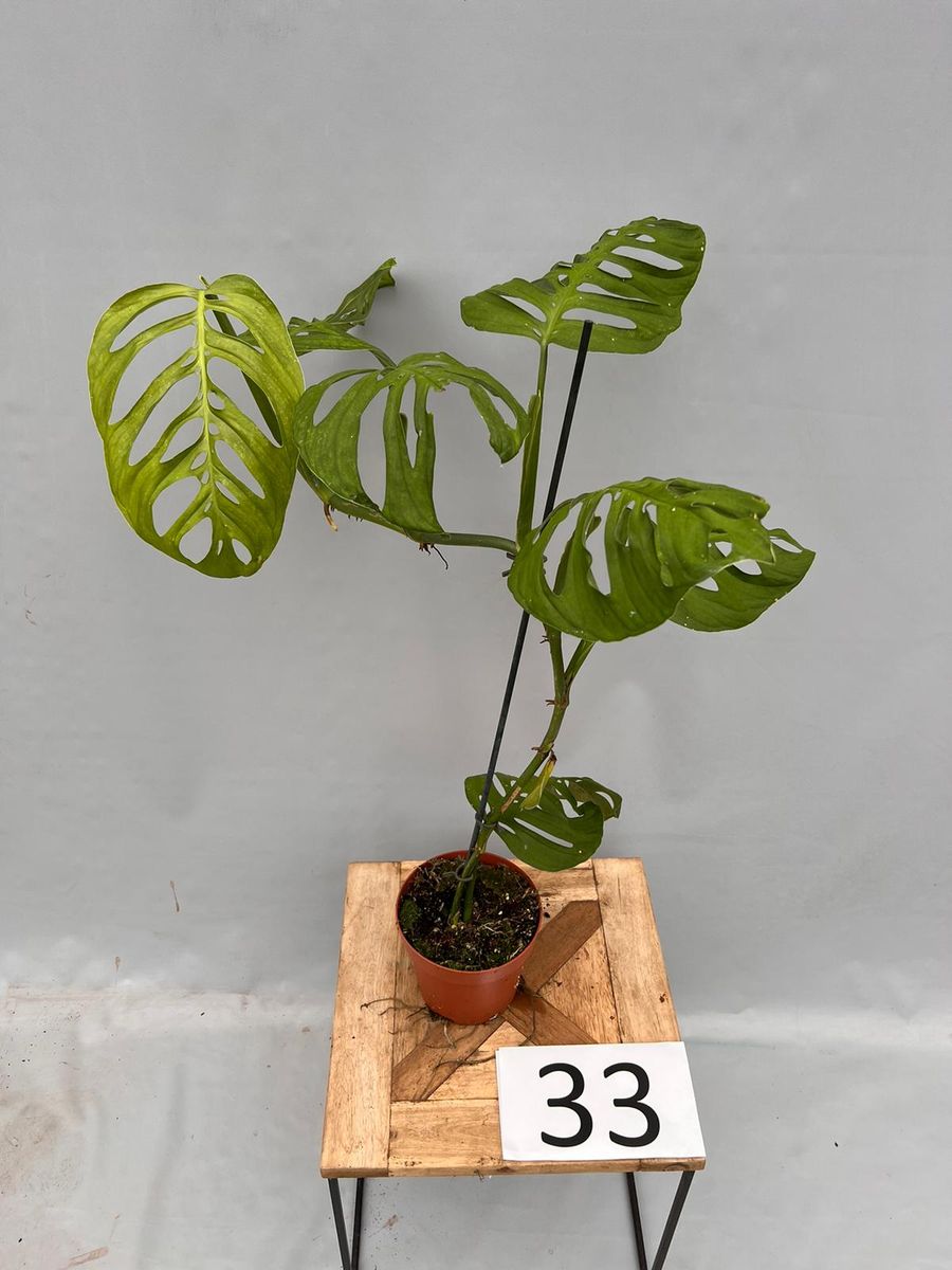 Monstera epipremnoides 'Esqueleto' ??? Mayorista de plantas FlorAccess
