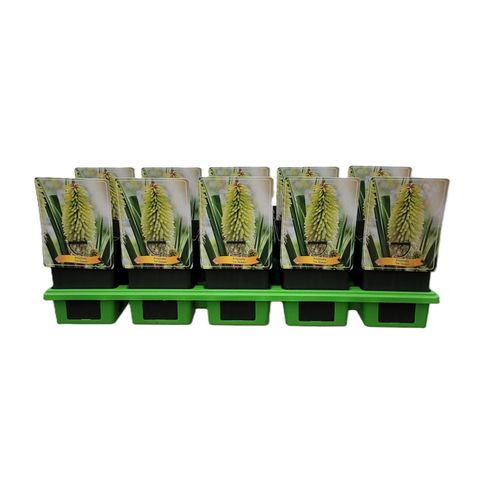 Kniphofia 'Ice Queen'