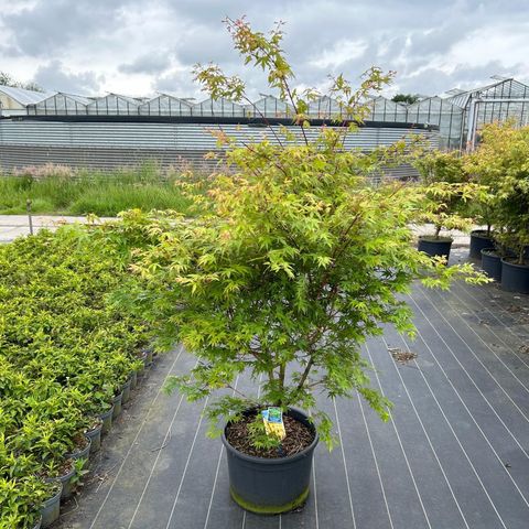 Acer palmatum 'Sangokaku'