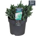 Juniperus squamata 'Blue Star'