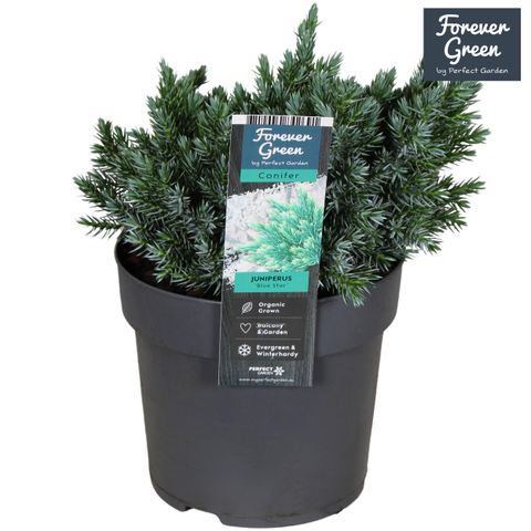 Juniperus squamata 'Blue Star'