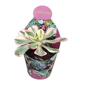 Aeonium arboreum 'Sunburst'