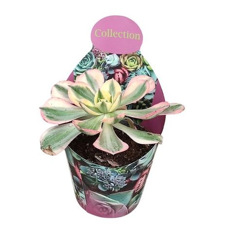 Aeonium arboreum 'Sunburst'