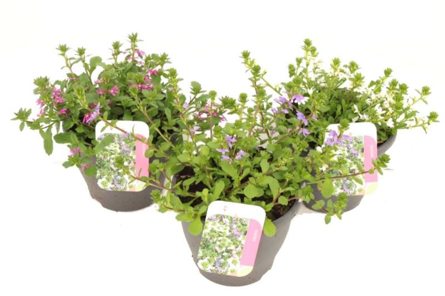 Scaevola aemula MIX — Vendita all'ingrosso piante FlorAccess