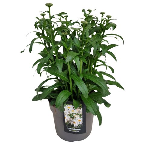 Leucanthemum OOH LA LAGRANDE