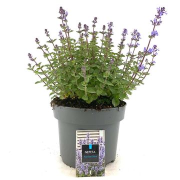 Nepeta 'Purrsian Blue'