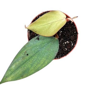 Filodendro burle-marxii 'Fantasy'