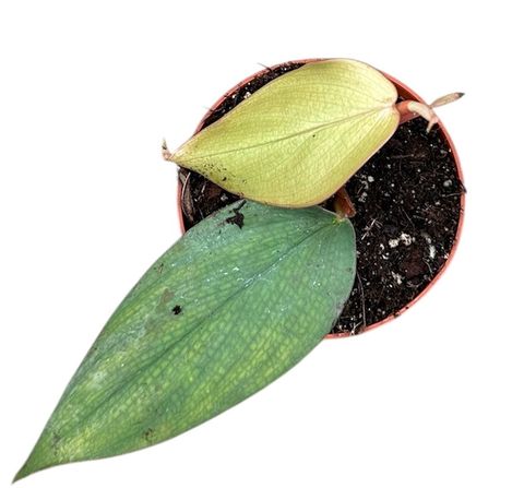 Filodendro burle-marxii 'Fantasy'