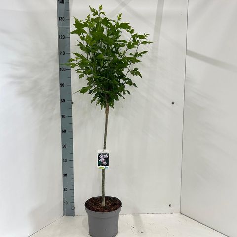 Hibiscus syriacus 'Lady Stanley'