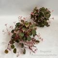 Begonia subnummularifolia