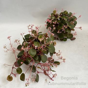 Begonia subnummularifolia