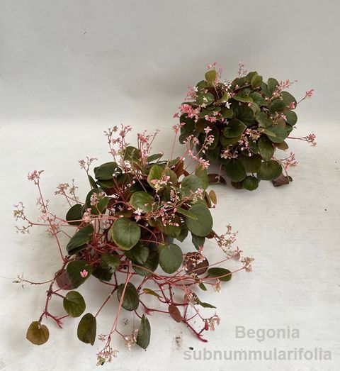 Begonia subnummularifolia