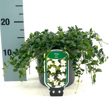 Vinca minor 'Elisa'