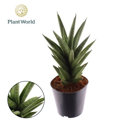 Sansevieria cylindrica 'Starshooter'