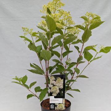Hydrangea paniculata 'Phantom'