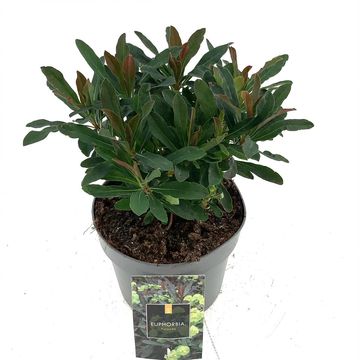 Euphorbia amygdaloides 'Purpurea'