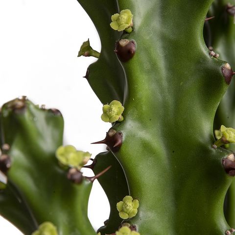 Euphorbia mayuranathanii