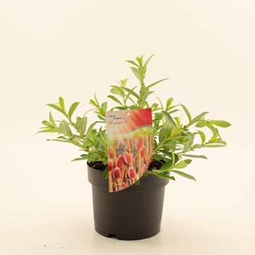 Ива gracilistyla 'Mt. Aso'