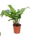 Calathea 'Wildstar'