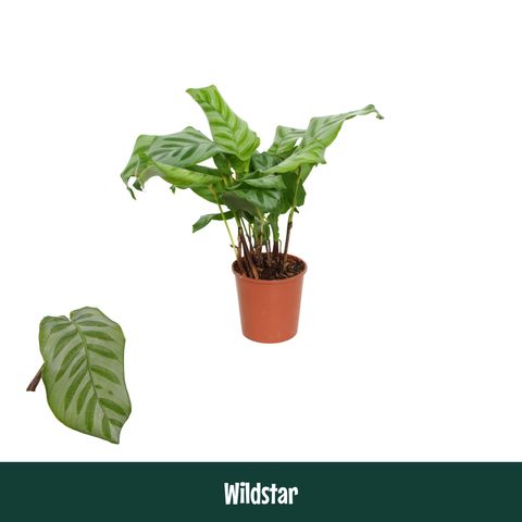 Calathea 'Wildstar'