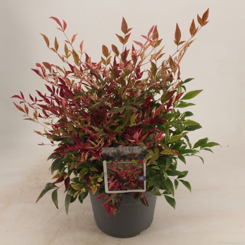 Nandina domestica 'Red Light'