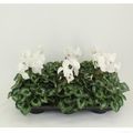 Cyclamen persicum 'Halios White'
