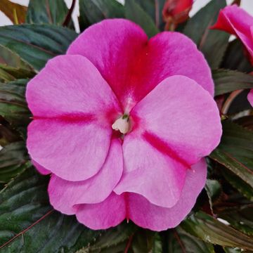 Impatiens COLORPOWER LAVENDER FLAME