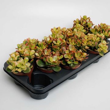 Crassula ovata 'Indian Summer'