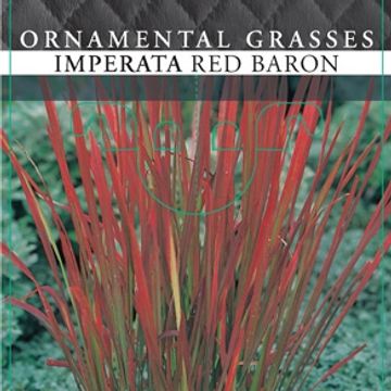 Imperata cylindrica 'Red Baron'