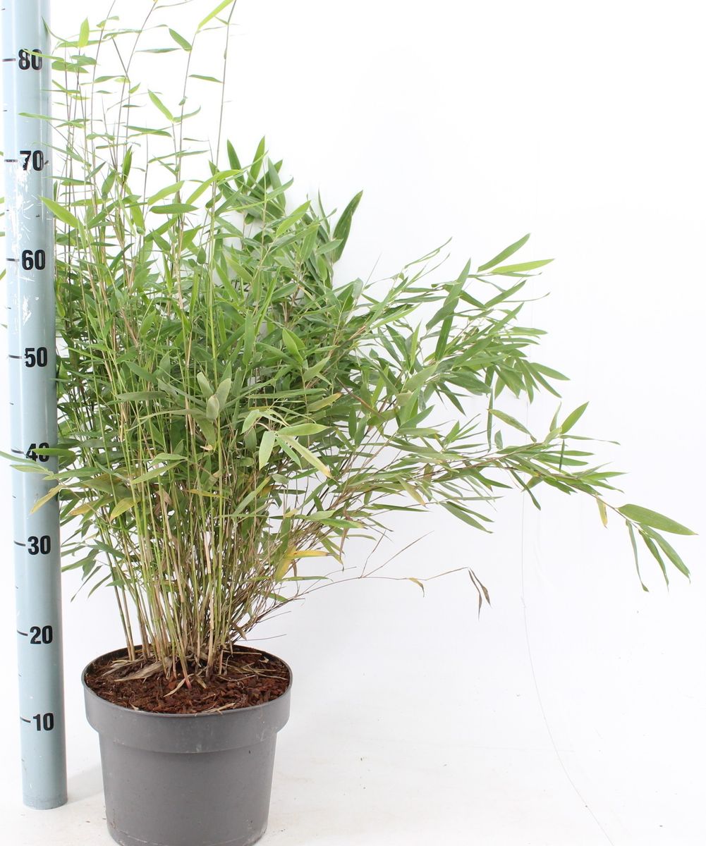 Fargesia nitida 'Gansu' — Plant Wholesale FlorAccess