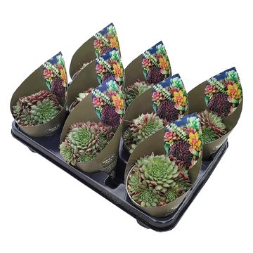 x Graptoveria 'Iona'