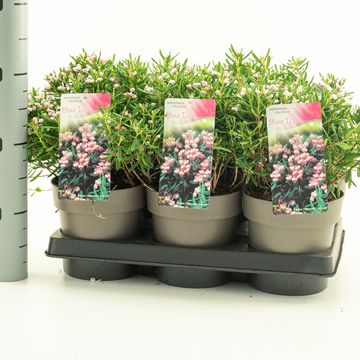 Andromeda polifolia 'Blue Ice'