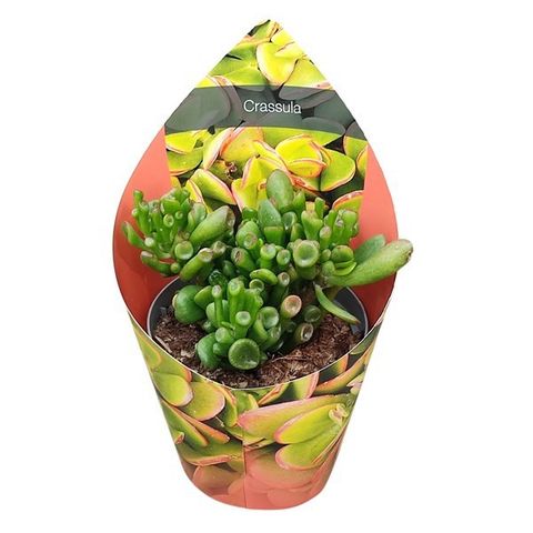 Crassula ovata 'Gollum'