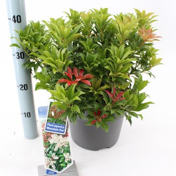 Pieris japonica 'Mountain Fire'