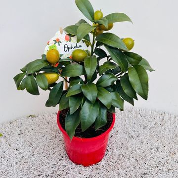 Citrus margarita 'Nagami'