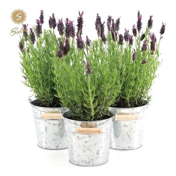 Lavandula stoechas 'Anouk'