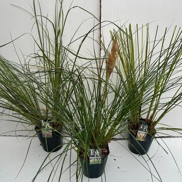 Cortaderia selloana MIX