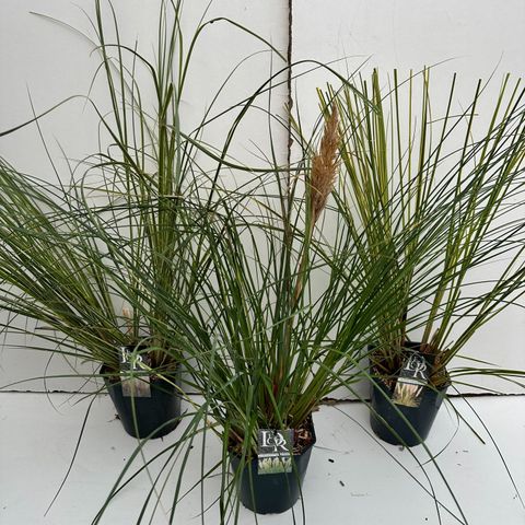 Cortaderia selloana MIX